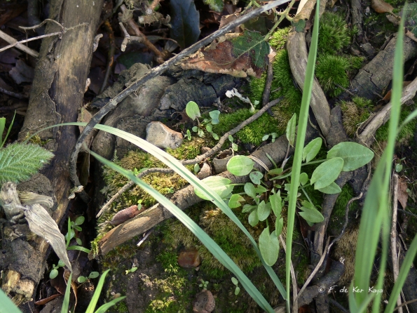 Bois des Moutiers (28) avril 2012